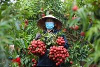 Nông nghiệp Hải Phòng “cất cánh” sau sáp nhập