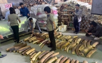 Tiêu hủy 615 kg ngà voi nhập lậu về cảng Hải Phòng